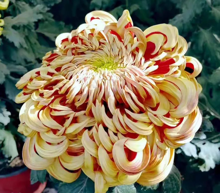 履职尽责这一年丨小菊花种出大产业