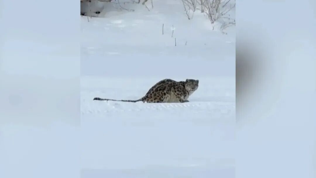 1769813411518.jpg 雪豹.jpg